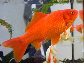 Watching fish is calming
